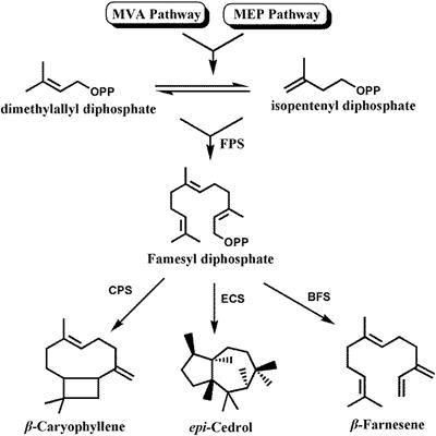 AabHLH112, a bHLH transcription factor, positively regulates sesquiterpenes biosynthesis in Artemisia annua